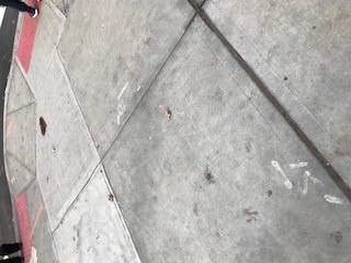 image of sidewalk with pet waste.