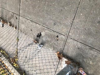 image of sidewalk with pet waste.