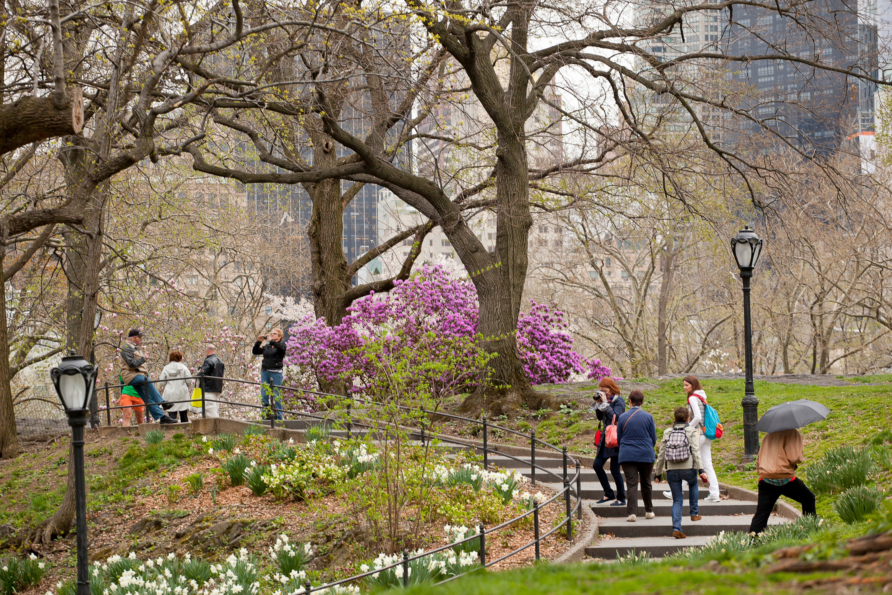 Central Park with bright purple flowers in bloom